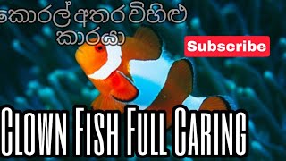 Clown Fish Full Caring In Sinhala🐠