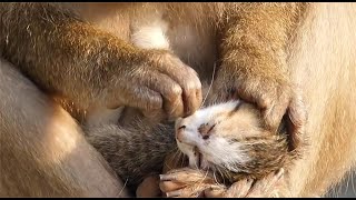 残忍的猴子虐待小猫，将小猫的胡须一根一根拔掉，镜头记录全过程