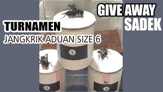 TURNAMEN JANGKRIK ADUAN SIZE 6 II HADIAH SADEK JANGKRIK ADUAN