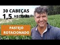 30 CABEÇAS EM 1,5 (UM HECTARE E MEIO) E  MESMO ASSIM ESTÁ SOBRANDO CAPIM