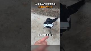 カササギの前で崩れた人間のプライド