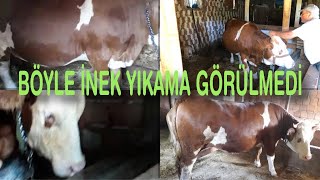 #VLOG BÖYLE İNEK YIKAMA GÖRÜLMEDİ - İneğe fısıldayan adam