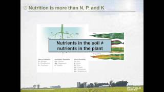 Webinar: Optimizing Crop Nutrition With Tissue Testing