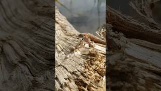 A Dragonfly enjoying the Wildlife Pond