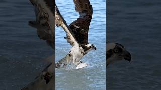 Crazy Osprey struggles with a massive fish. Can it pull it out of the water?