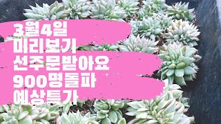 3월4일🌈미리보기#900명돌파예상#삽목판한판10만원#금다육이도매