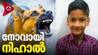 Stray Dog Attack | Nihal Death | തെരുവ്നായ്ക്കളുടെ മുന്നിൽ, നിലവിളിക്കാന്‍ പോലുമാകാതെ, നോവായി നിഹാൽ