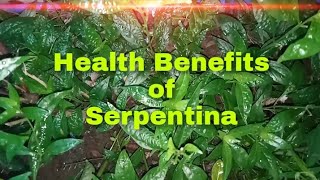 Health Benefits of Serpentina ( Scientific name : Rauvolfia Serpentina)