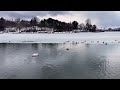 高松の池（岩手県盛岡市）