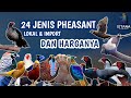 24 JENIS AYAM PHEASANT LOKAL DAN IMPORT SERTA HARGANYA 2023 #ayamhias #pheasant #istanaayamhias