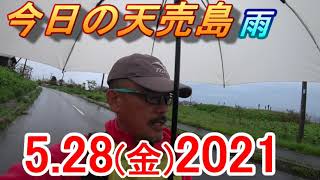 今日も天売島、ウミネコの雛は雨でも生き抜いています。2021年5月28日