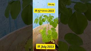 முருங்கை விதை முதல் மரம் வரை 41ஆம் நாள் பயணம் |Moringa seed to tree 41th day of journey #shorts