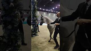 UNIQUE ARABIAN HORSES