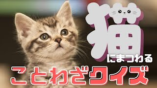 猫好きは必見！猫にまつわることわざクイズ/ ENG SUB