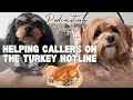 Adorable Cavapoos Help Turkey Hotline Callers