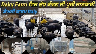 Dairy Farm italy ਮੱਝਾ ਦਾ ਦੁੱਧ ਕੱਢਣ ਵਾਲੀ ਮਸ਼ੀਨ ਦੀ ਪੂਰੀ ਜਾਣਕਾਰੀ। ਕਿਵੇਂ ਕਿਵੇਂ ਕੰਮ ਕਰਦੀ  Automatic ਮਸ਼ੀਨ