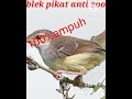 ciblek ribut ampuh untuk pikat @muktaraja9144