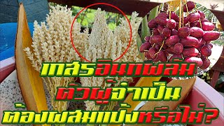 เกสรอินทผลัมตัวผู้จำเป็น ต้องผสมแป้งหรือไม่?