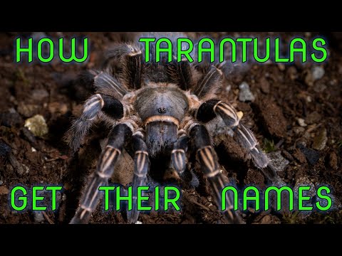 What is spiders scientific name?