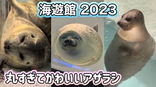 丸くてかわいすぎるアザラシたち【海遊館】ワモン・ゴマフアザラシKaiyukan Cute Ringed Seals 2023