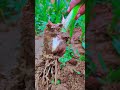 growing garlic farming lehsan ki padawar