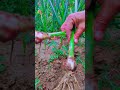 growing garlic farming lehsan ki padawar