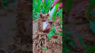 Growing garlic#Farming#Lehsan ki padawar