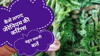 जिरेनियम की कटिंग्स को लगाना ।। Plantation Of Geranium Cuttings ।। भाग-2 ।। Part-2