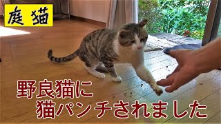 【庭猫】野良猫に猫パンチされました