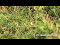 【4k】スズメ eurasian tree sparrow passer montanus 食事