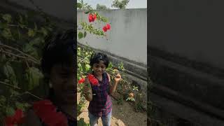 #మందార పువ్వు #youtubeshorts #hibiscus #flowers #viral #trending