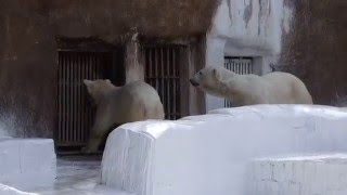 もうすぐごはん！わ～い♪　のモモ　　　天王寺動物園のホッキョクグマ