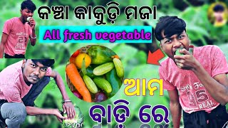 ମୋ ଗାଁ ସବୁ ପ୍ରକାରର ପନିପରିବା ଚାଷ |my Village all types vegetables farming |#farming #odiavlog