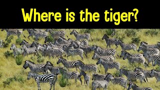 Find the Animal Game | Can you find the hidden animals?
