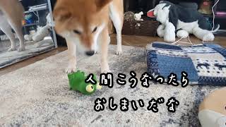 【次男と柴犬】更生させようとする柴犬