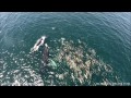 5.15.14 humpback whales monterey drone 1080p