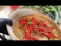 ผลผลิตหลังบ้าน‼พริกขี้หนูในกระถางผลสุกแดงเต็ม จนขี้คร้านเก็บ hot thai peppers in containers