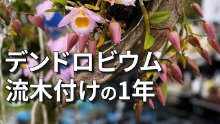 【デンドロビウム】アフィルム流木付け、苔玉の一年。(宮崎県)※字幕修正後再アップ。