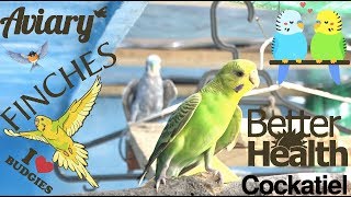 பறவை பண்ணை வீடு: Budgies, காதல் பறவை, முத்து Cockatiel மற்றும் சிட்டுக் குருவி