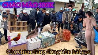 CHỢ CHIM CẢNH CUỐI NĂM CỦA NGƯỜI VÙNG CAO BÁN CHIM MUA BÁNH TRƯNG