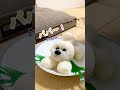 塩むすびーぜとの再会？からの？ salt rice ballise bichonfrise