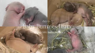 Rabbits grow from 0 to 7 days after birth - Sleeping baby bunnies