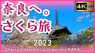 奈良へ。さくら旅 2023 【4K】～さくら満開の奈良公園で世界遺産めぐり～　興福寺　東大寺　春日大社　= Cherry blossom trip to ancient NARA =