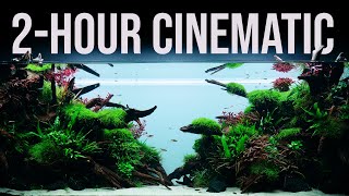 2-Hour RELAXATION | 650-liter NATURE Aquarium | 4K Cinematic