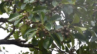 Bedda Nut Tree (Terminalia bellirica)