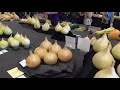 harrogate autumn vegetable show 2017