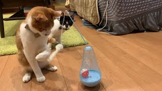 100均の新しいオモチャで遊ぶ子猫達がカワイイ