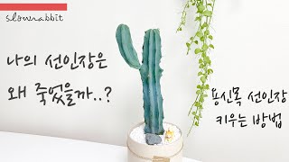 나의 선인장은 왜 죽었을까? 용신목 선인장 키우는 방법!!