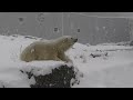 polar bear mistakes a person for a keeper in heavy snow