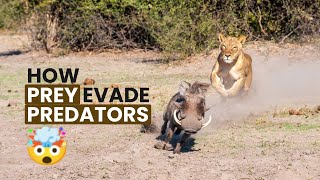 The Ingenious Tactics of Prey: Survival Strategies Against Predators